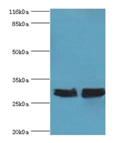 YWHAE / 14-3-3 Epsilon Antibody