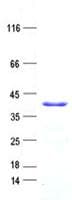 Human PRR5L / FLJ14213 Protein (Recombinant His, N-Terminal)