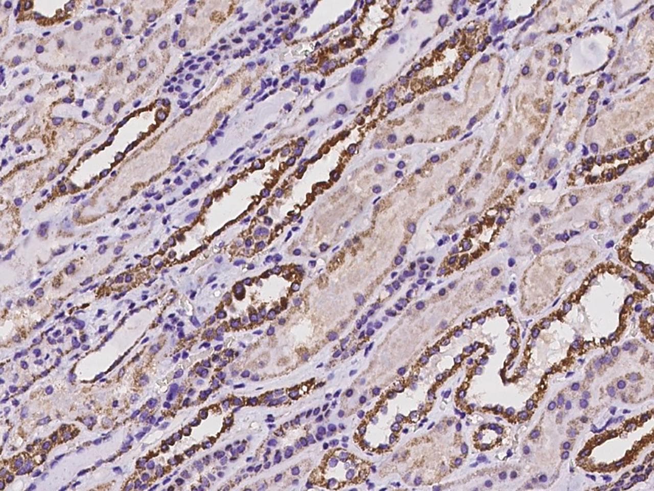 NNT Antibody