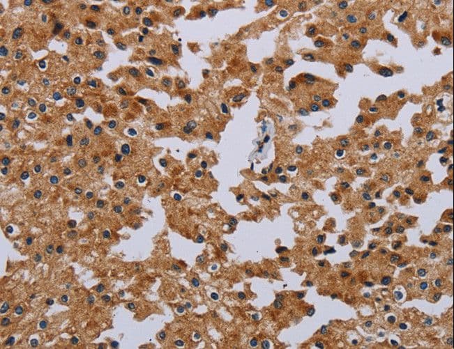 IFRD1 / TIS7 Antibody