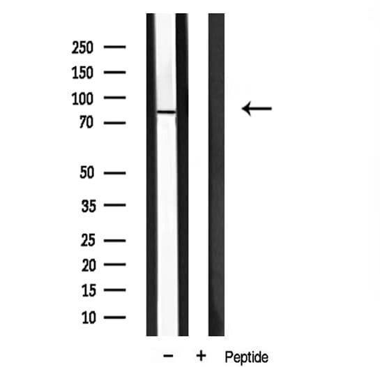 MZF / MZF1 Antibody