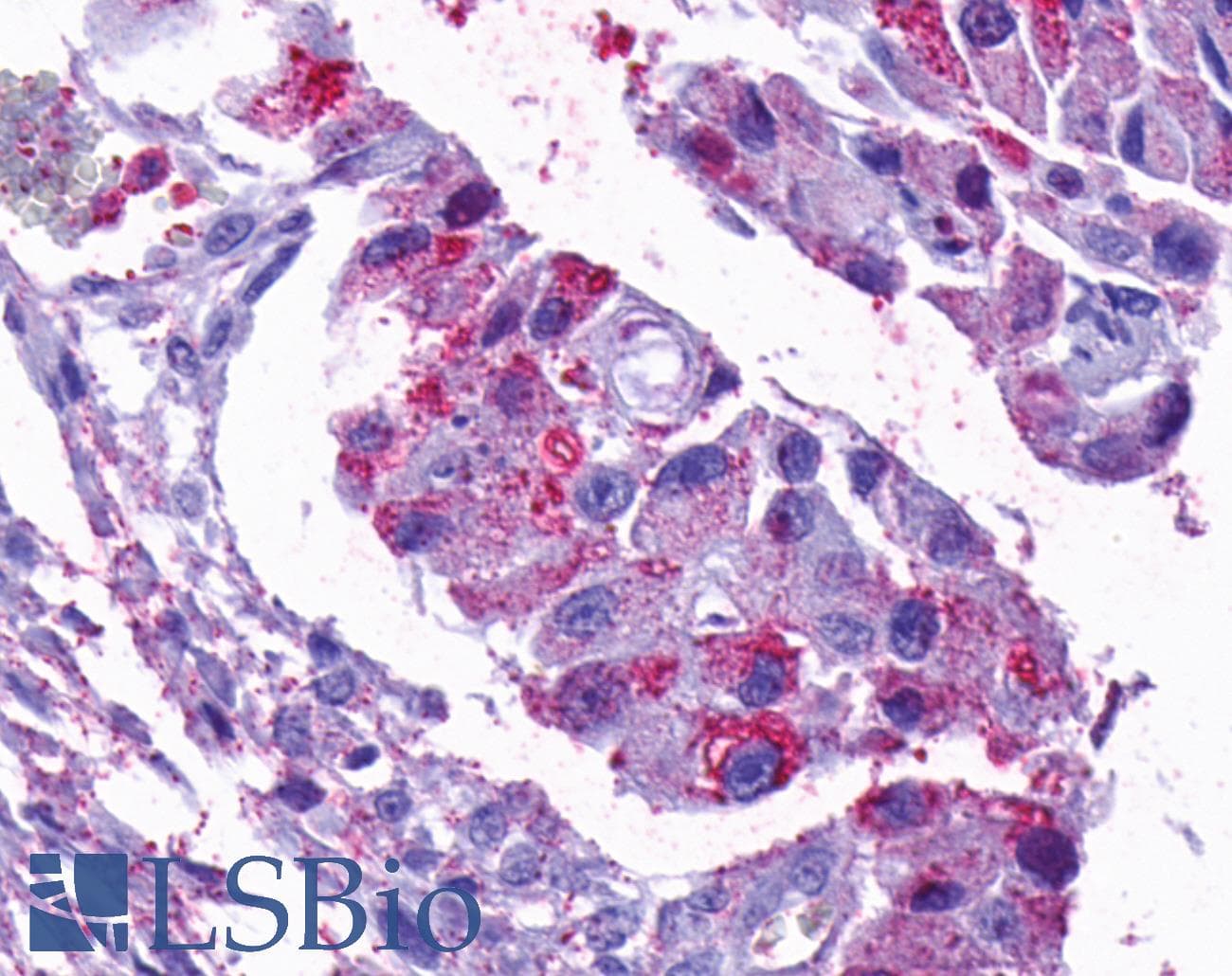 PathPlus™ OPN5 / Neuropsin Antibody (C-Terminus)