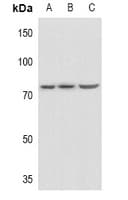 SNK / PLK2 Antibody