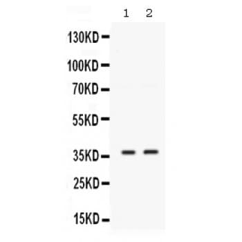 Polyclonal Rabbit anti-Human SIX1 Antibody (aa245-282, WB)