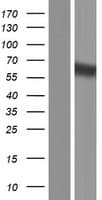 FBLN1 / Fibulin 1 Protein (Over-Expression Lysate Myc-DDK (Flag))
