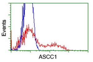 ASCC1 Antibody (clone OTI6G5)