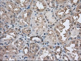Basigin / Emmprin / CD147 Antibody (clone OTI9H5)