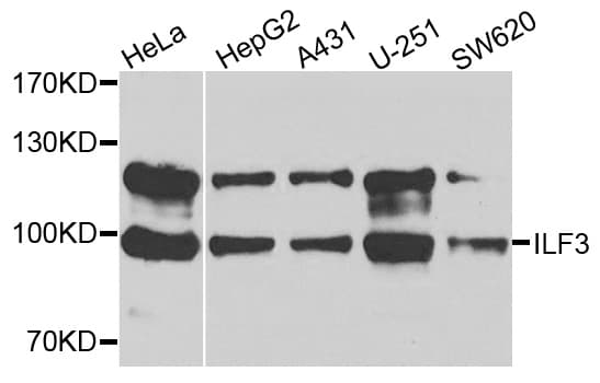 Polyclonal Rabbit anti-Human NF90 / ILF3 Antibody (WB)