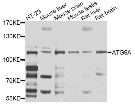 ATG9A Antibody