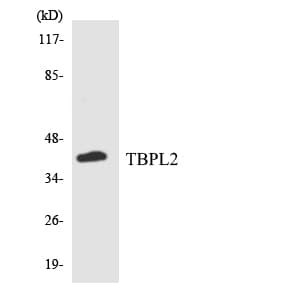 IHC-plus™ TBPL2 / TRF3 Antibody (aa67-116)