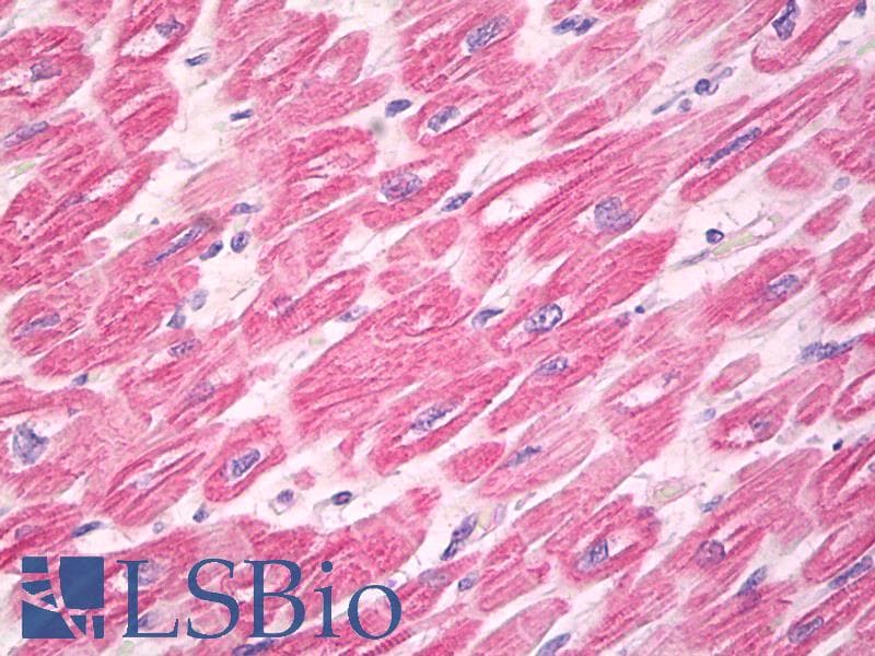 IHC-plus™ Monoclonal Mouse anti-Human MYL2 Antibody (clone 7C9, IHC, WB)