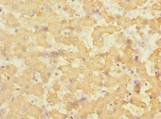EFNB3 / Ephrin B3 Antibody