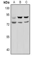 PREP / Prolyl Endopeptidase Antibody