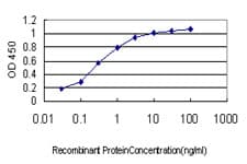 IHC-plus™ SYMPK / Symplekin Antibody (clone 4C2)