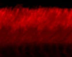 Monoclonal Mouse anti-Bovine ABCA4 Antibody (clone 3F4, IHC, WB)
