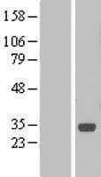 C1orf190 Protein (Over-Expression Lysate Myc-DDK (Flag))