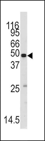 MARS2 Antibody (aa564-593)