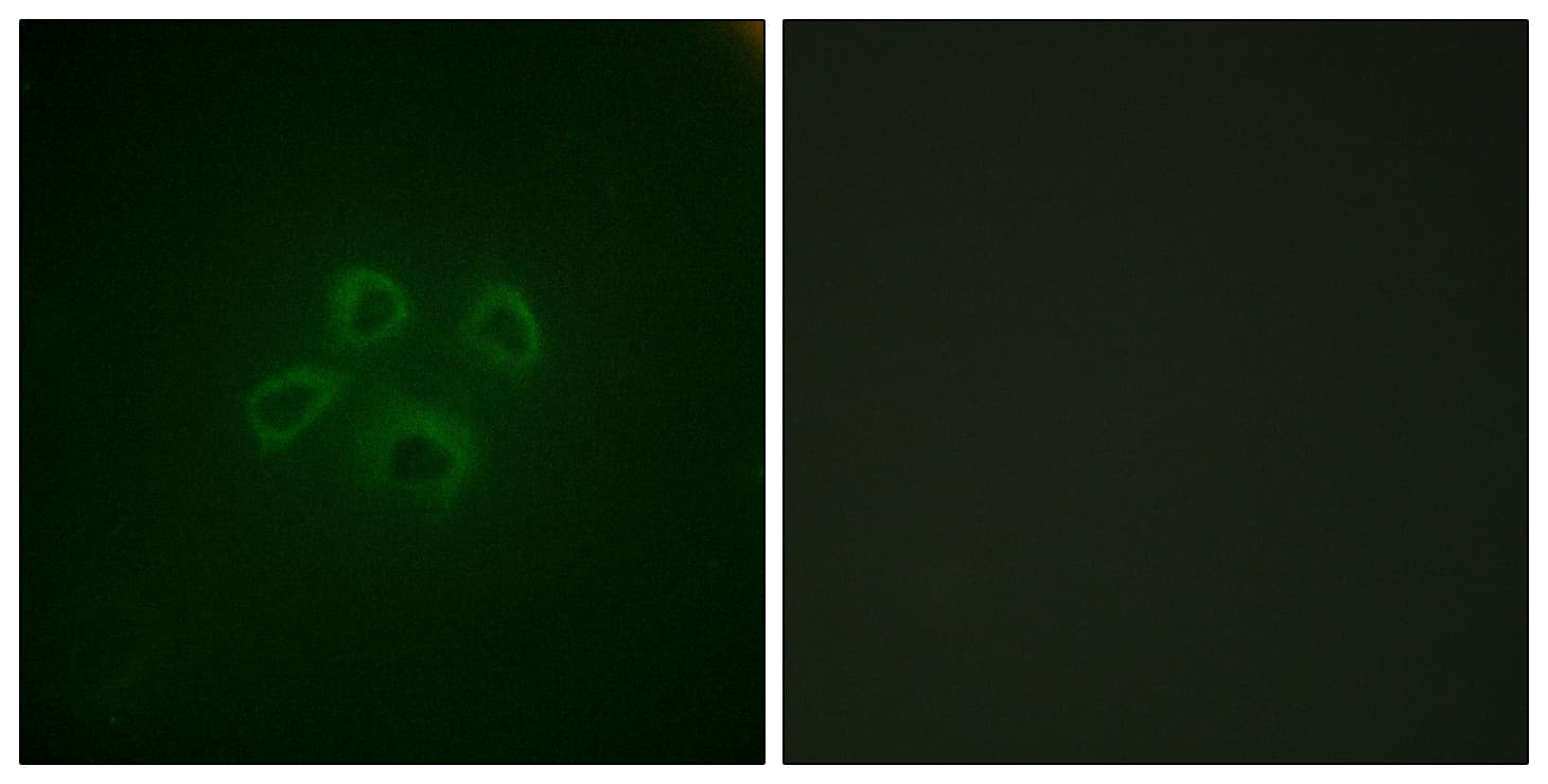 GRB10 Antibody (aa33-82)