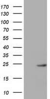 MOB1B / MOBKL1A Antibody (clone OTI1H8, Carrier-free)
