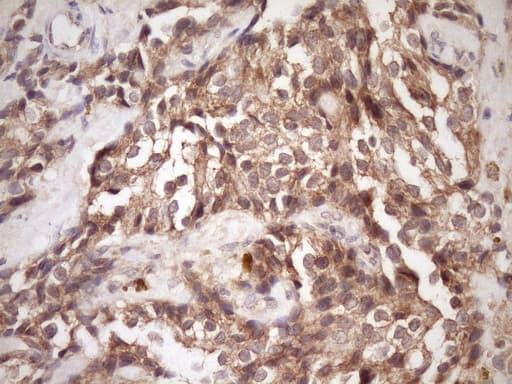 PIN4 Antibody (clone OTI7H2)