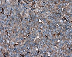KCTD5 Antibody (clone OTI3C8, Carrier-free)