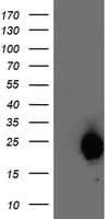 ARL11 Antibody (clone OTI1E1)
