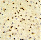 Polyclonal Rabbit anti-Human PA2G4 / EBP1 Antibody (aa228-255, IHC, WB)