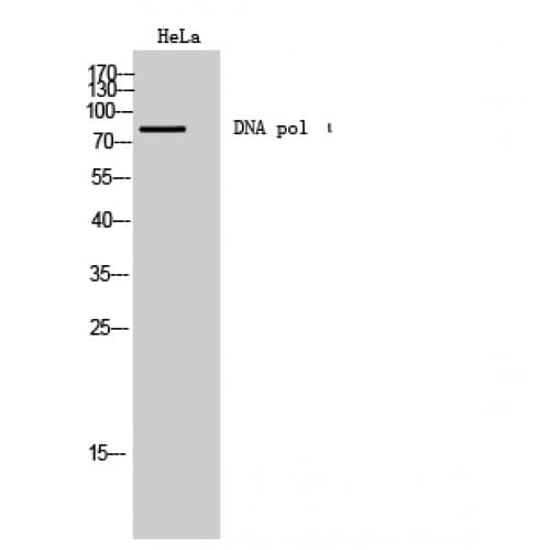 POLI Antibody (610-690 aa, C-terminal)