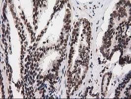 ATP6V1F Antibody (clone OTI1B8, Carrier-free)
