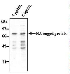Hemagglutinin / HA Tag Antibody (clone 5D8)