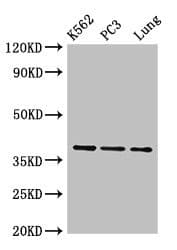 ANXA1 / Annexin A1 Antibody (HRP)