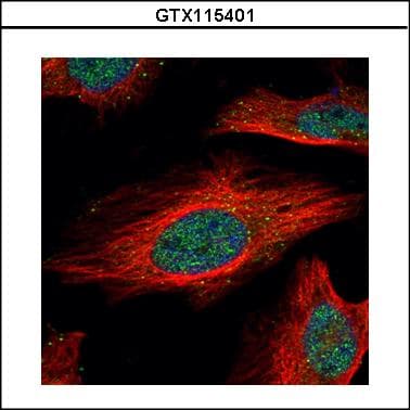 ISGF3 / IRF9 Antibody
