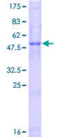 Human CELA2B / ELA2B Protein (Recombinant GST)