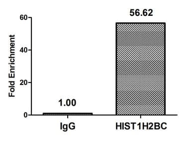 HIST1H2BN Antibody