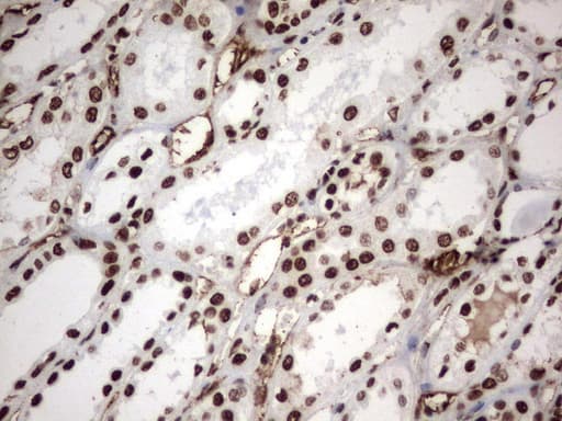 MLF1 Antibody (clone UMAB138)