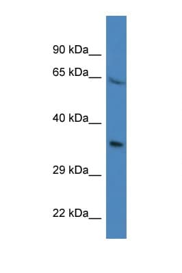 PRR16 Antibody (aa42-91)
