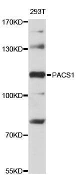 PACS1 Antibody