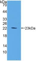 FGF6 Antibody (aa39-208)