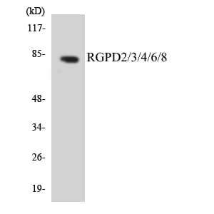 RGPD2+3+4+6+8 Antibody (aa558-607)