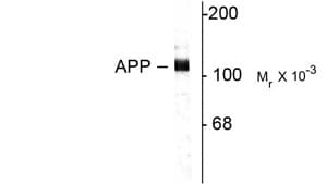 APP / Beta Amyloid Precursor Antibody (C-Terminus)