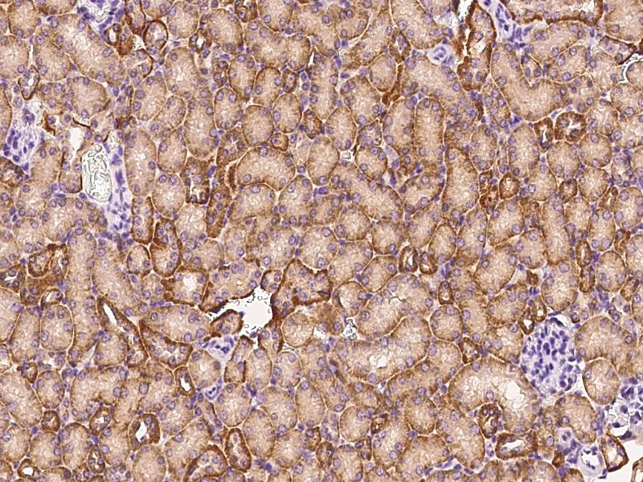 NDP Antibody (Preservative Free)