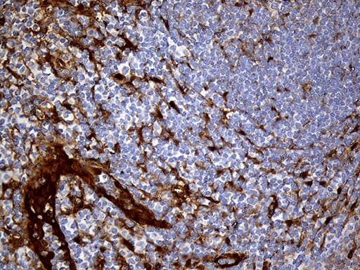 M-PST / STM Antibody (clone OTI6A8, Carrier-free)