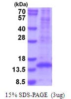 Mouse TGFB1 / TGF Beta 1 Protein (Recombinant His)
