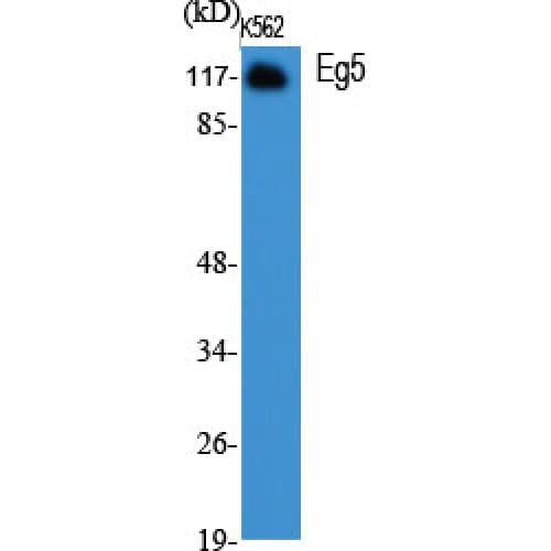 KIF11 / EG5 Antibody (870-950 aa)
