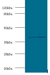 Polyclonal Rabbit anti-Mouse ADH5 Antibody (WB)