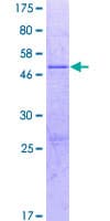 Human SYT16 Protein (Recombinant GST)