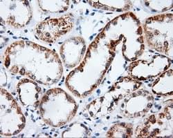 Monoclonal Mouse anti-Human PLEK / Pleckstrin Antibody (clone OTI6B5, IHC, IF, WB)
