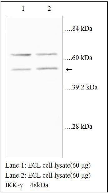 IKBKG / NEMO / IKK Gamma Antibody