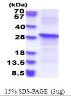 Human REV1 Protein (Recombinant His)