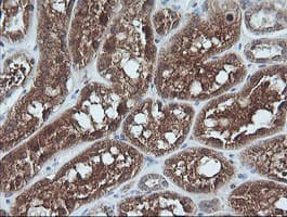 UBE2G2 Antibody (clone OTI1D7)